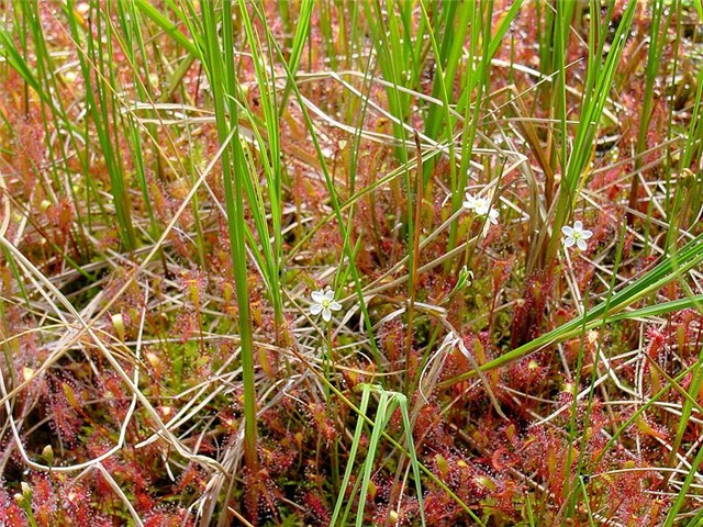 D. anglica